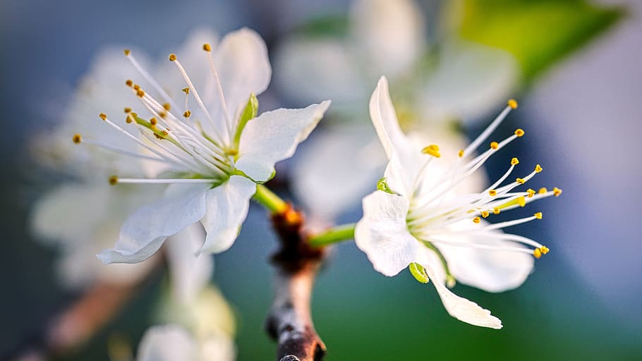 blossom, bloom, fruit tree, spring, nature, white, branch, flower HD wallpaper