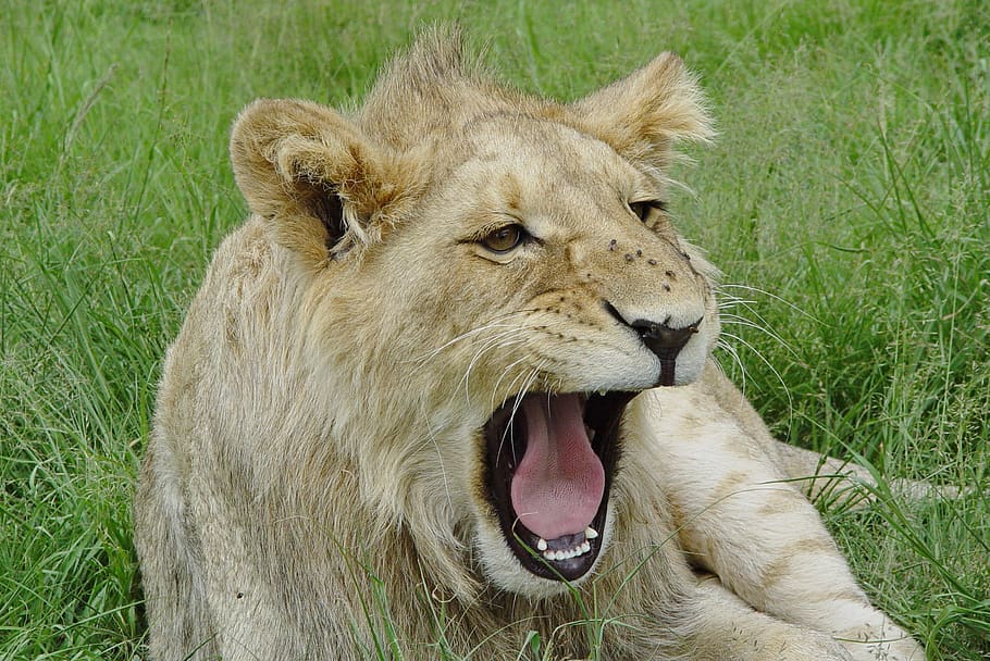 Лев название. Лев зевает фото с надписями смешные. Lion yawn. Лев зевает начало фильма. Tired Lion.