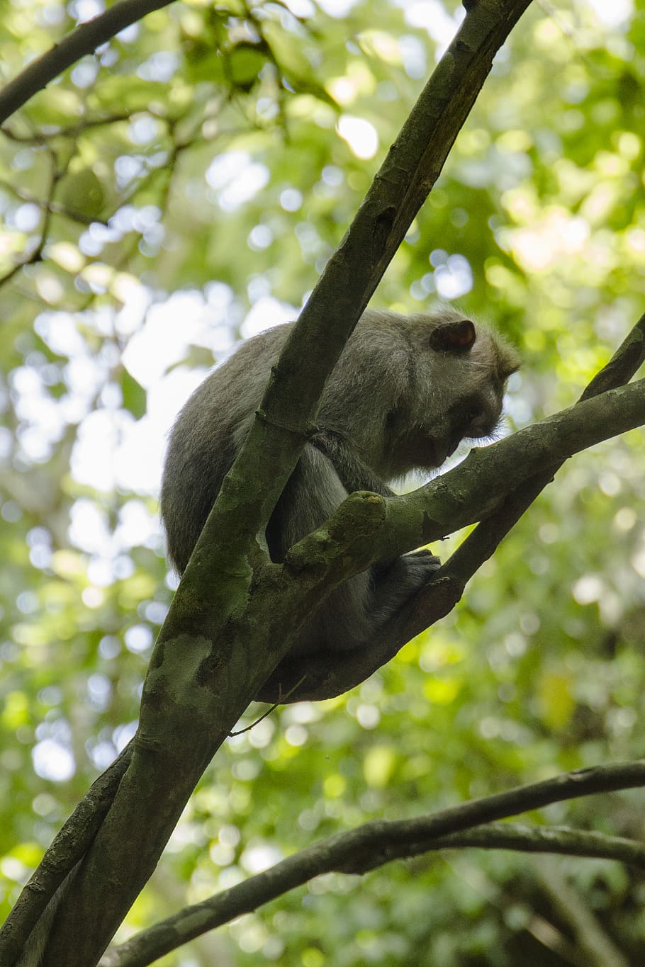 bali, indonesia, forest, monkey, wild, green, tree, animals in the wild HD wallpaper