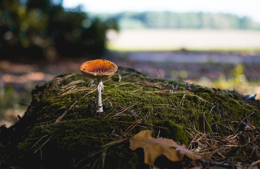 mushroom, toadstool, autumn, leaves, moss, forest, fungus, vegetable HD wallpaper