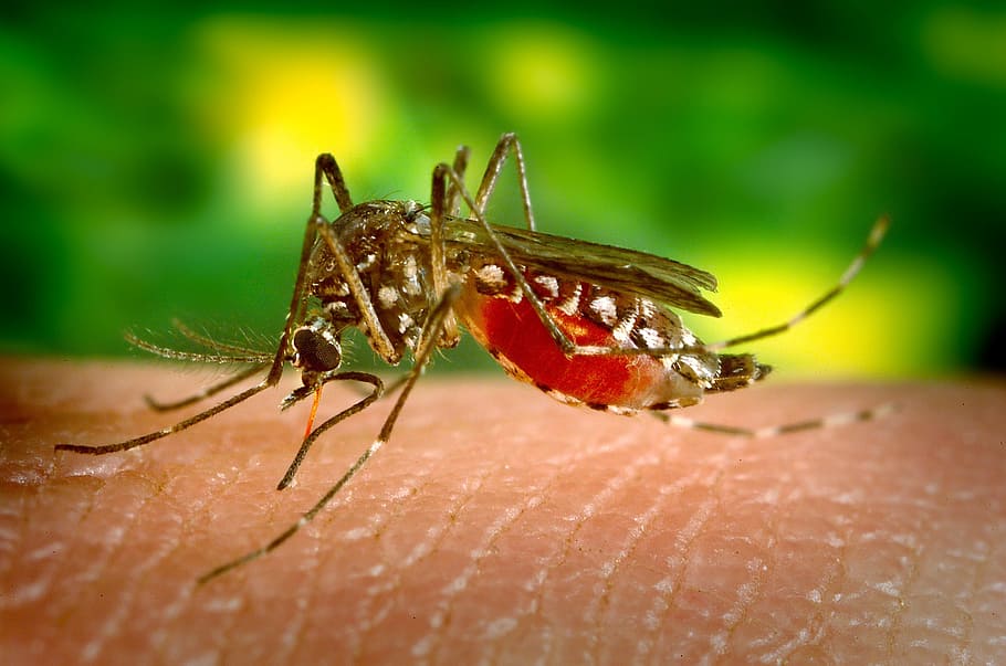 close, closeup, mosquito, insect, fly, nature, animal themes HD wallpaper