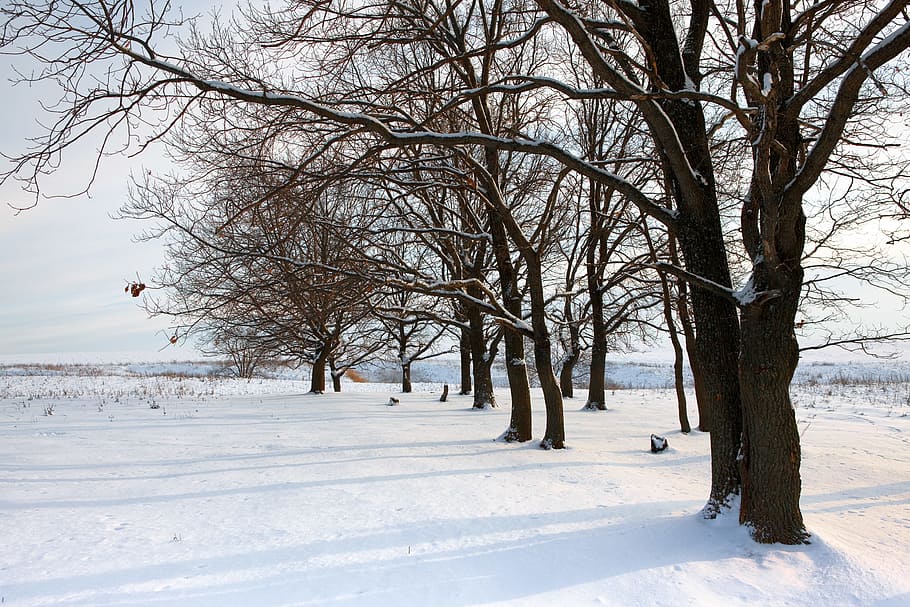 tree, winter, wintertime, outdoor, closeup, sunlight, snowfall HD wallpaper