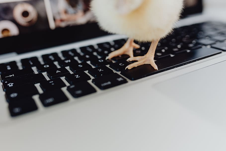 Newborn little chicken and laptop, computer, keyboard, yellow HD wallpaper