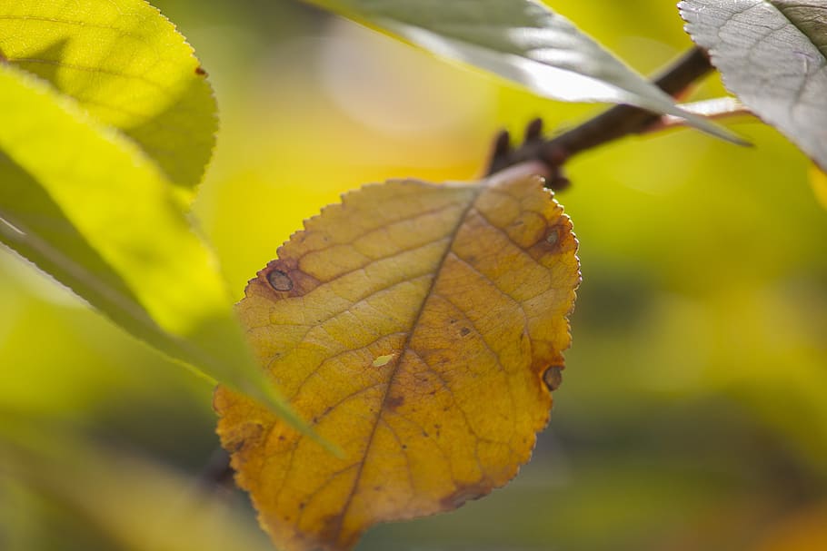 leaf, leaves, branch, dry, autumn, plant part, close-up, change HD wallpaper