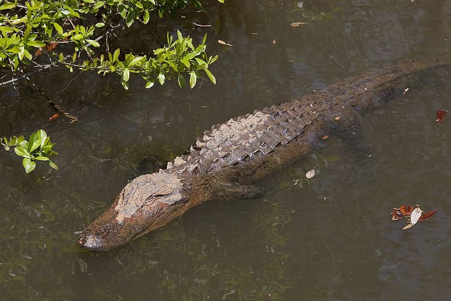 tree, croc, crocodile, animal, nature, wild, reptile, river HD wallpaper