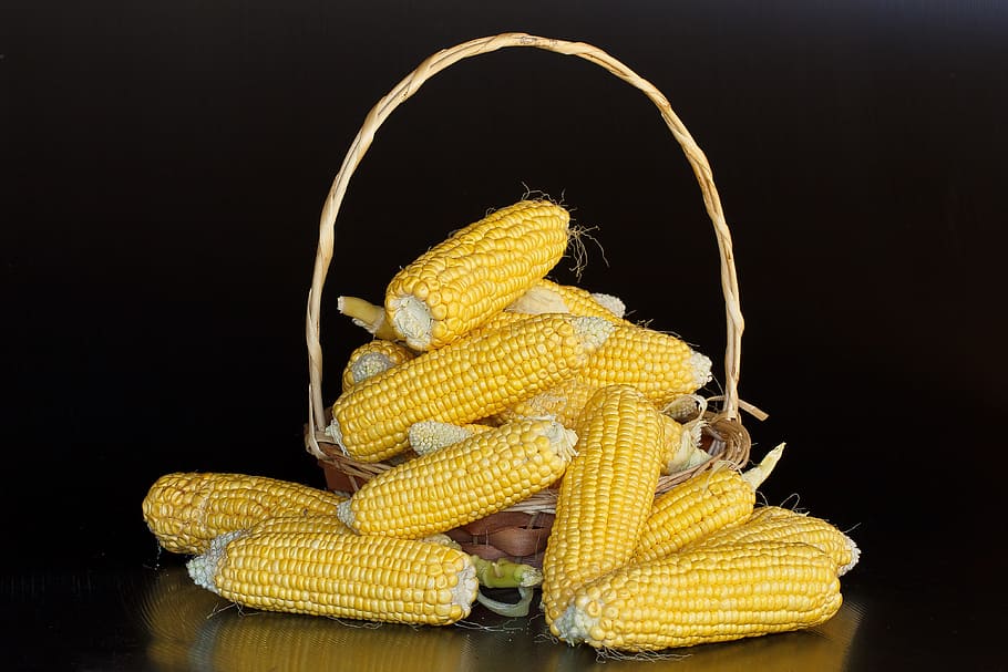 maize, corn, food, fresh, tasty, yellow, black background, studio shot HD wallpaper