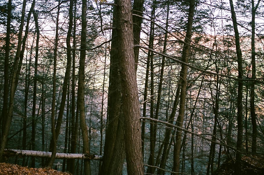 State forest. Оптинский лес. Штат Массачусетс США леса башни Дикая природа штата. Маленький лес соединяющий два больших. Маленький лес соединяющий два большихфперелесок.