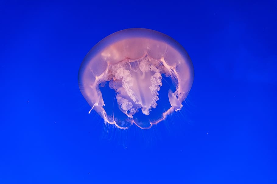 jelly fish, jellyfish, animals in the wild, animal wildlife, underwater HD wallpaper