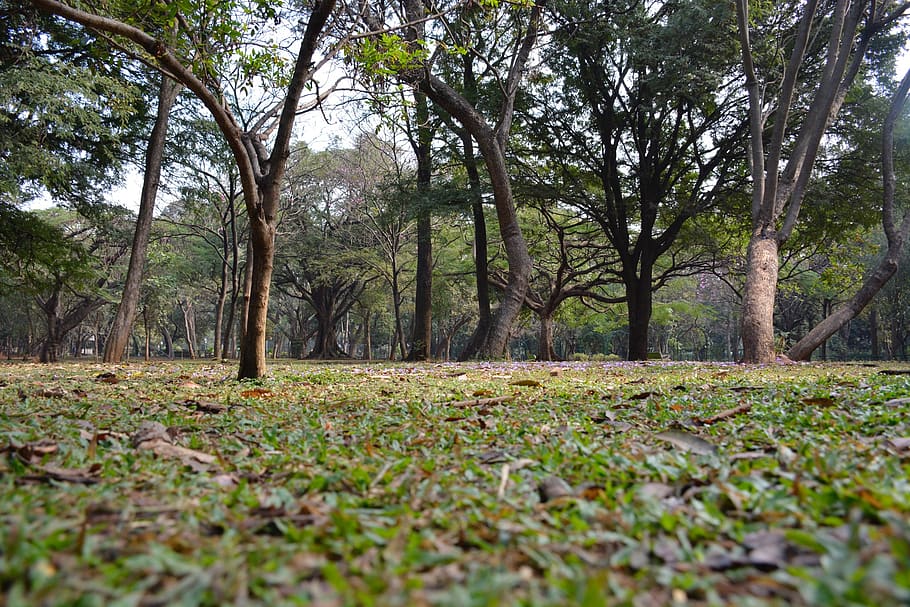 park, forest, tree, plant, land, growth, nature, tranquility HD wallpaper