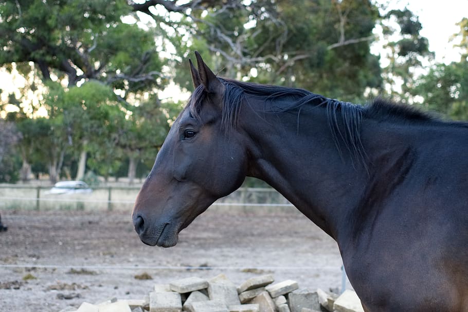 standardbred, horse, gelding, brown, bay, head, equine, trotter, HD wallpaper