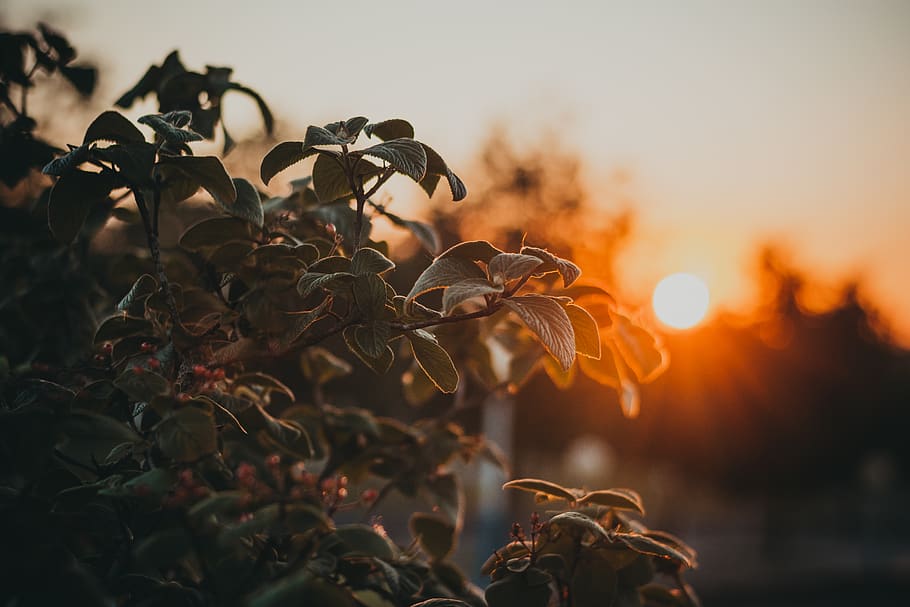 Close-up Photography of Green Leafed Plant at Golden Hour, blurred background HD wallpaper