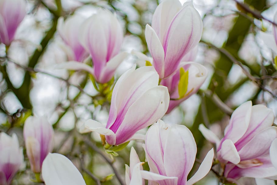 magnolia, tree, spring, bloom, pink, nature, plant, flowers HD wallpaper