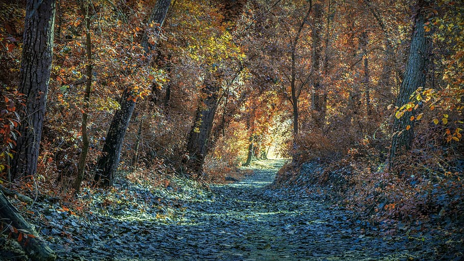 autumn, path, landscape, trees, forest, nature, leaves, idyllic HD wallpaper