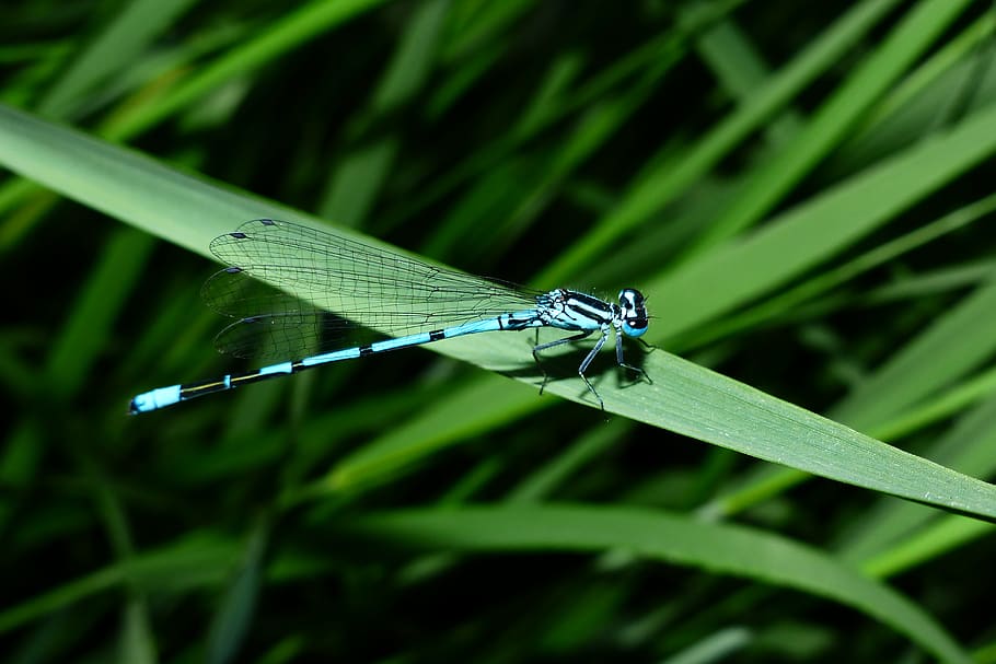 damsel fly, dragonfly, anisoptera, animal, insect, invertebrate, HD wallpaper