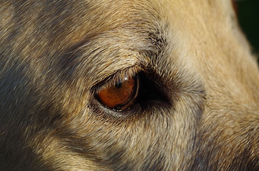 eye, dog, pet, head, dog head, close up, one animal, animal themes HD wallpaper