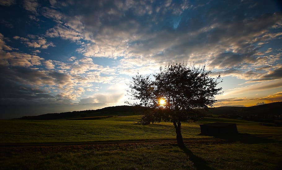 clouds, tree, color, meadow, sunset, sky, cloud - sky, scenics - nature HD wallpaper