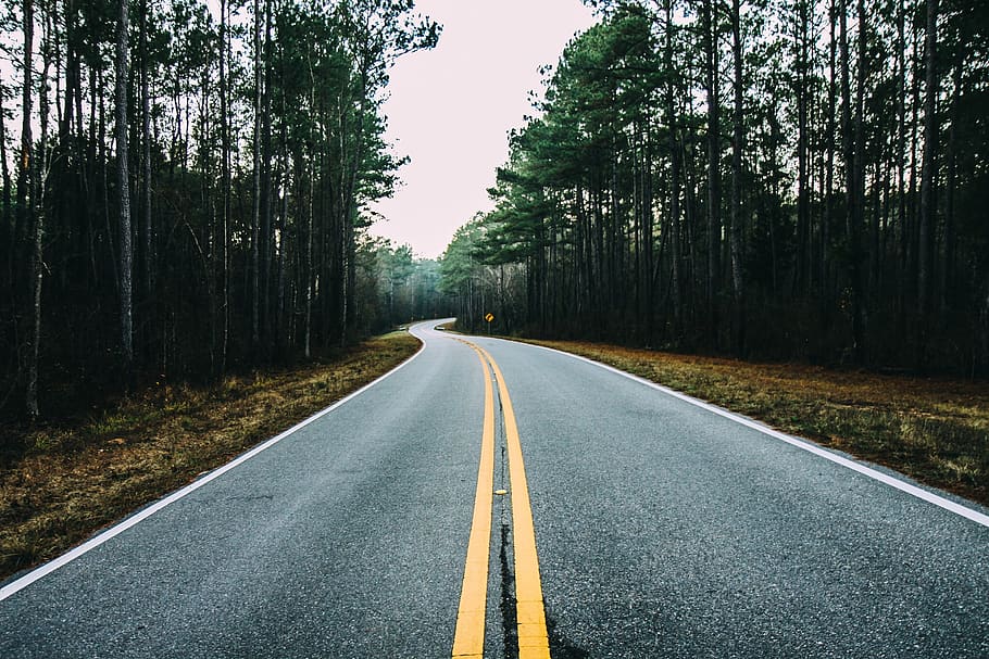asphalt road between green trees, plant, the way forward, road marking HD wallpaper