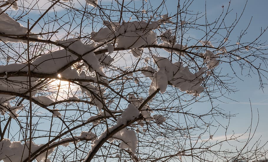 snow, sun, branches, winter, nature, cold, wintry, snow landscape HD wallpaper