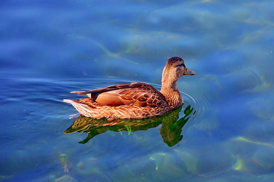 duck, wild ducks, beast, winged, bird, nature, water, feather HD wallpaper