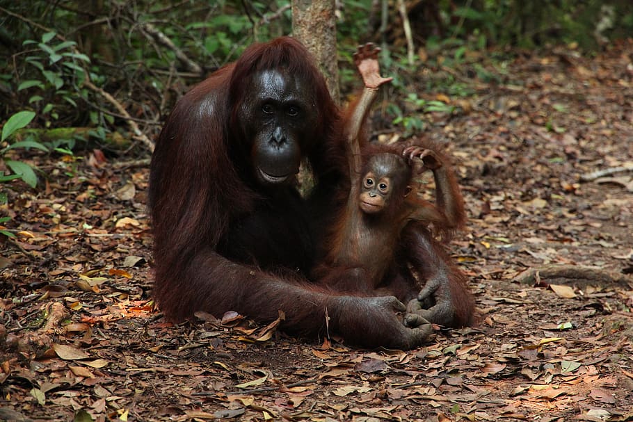 Chimpanzee hugging baby on land, orangutan, monkey, animal, mammal