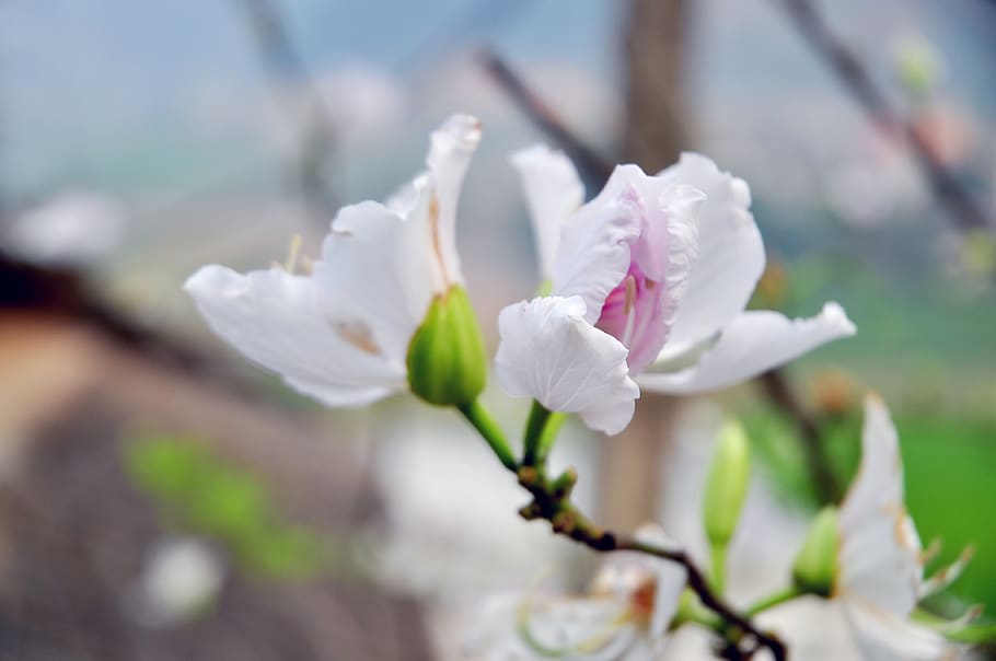 flower, bloom, spring, tree, flowering plant, beauty in nature HD wallpaper