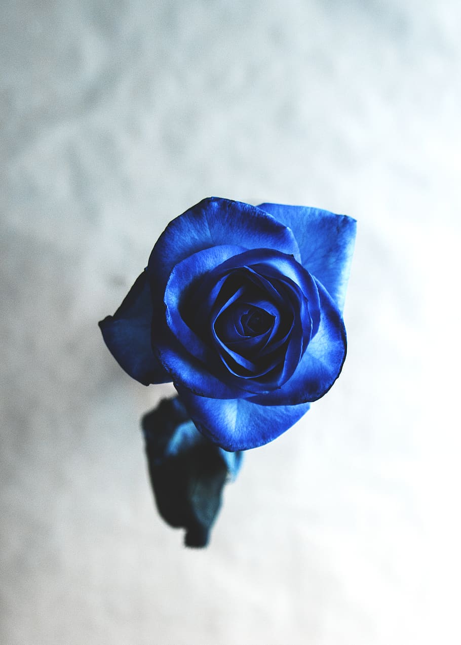 blue rose, flower, petal, flower head, flowering plant, inflorescence HD wallpaper