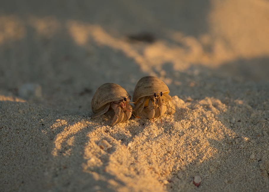 HD wallpaper: two brown hermit crab on sand at daytime, animal, sea life,  invertebrate | Wallpaper Flare