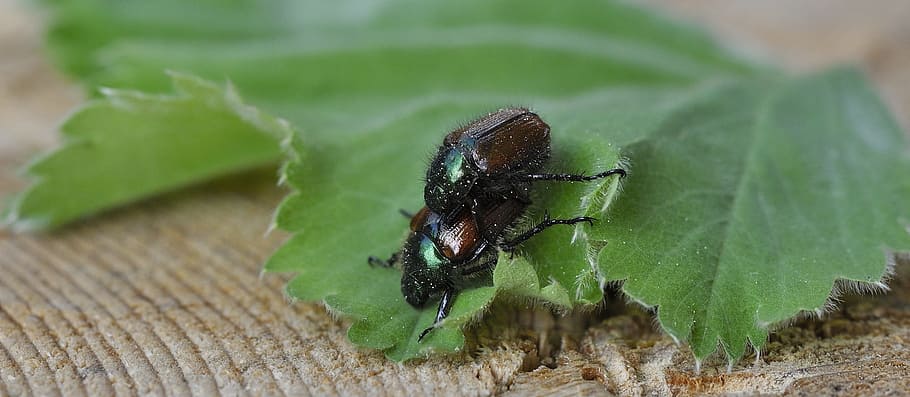 insect, bee, leaf, nature, black, green, invertebrate, animal themes HD wallpaper