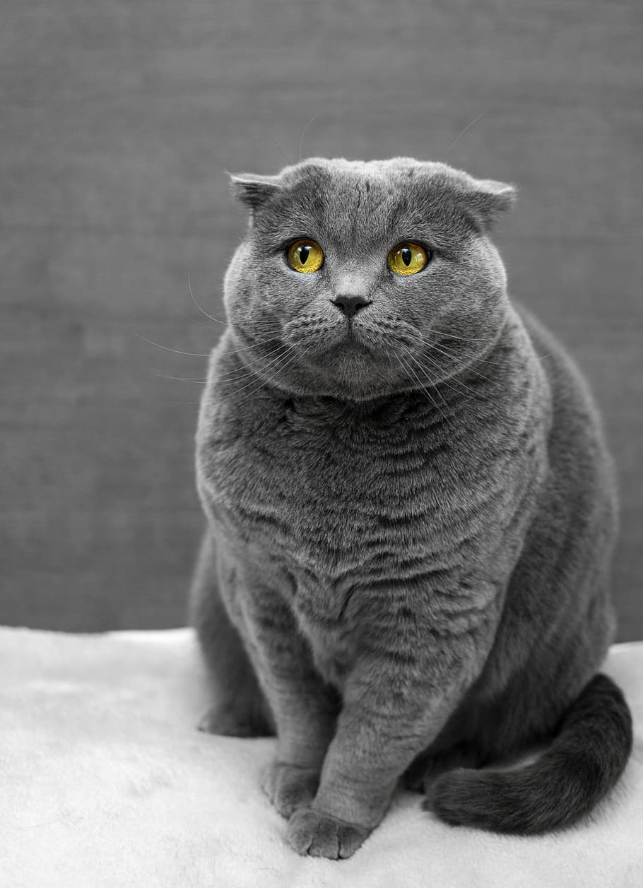 selective focus photography of Russian Blue cat, one animal, pets, HD wallpaper