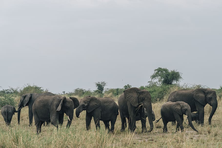 group of elephants, wildlife, mammal, animal, outdoors, field, HD wallpaper