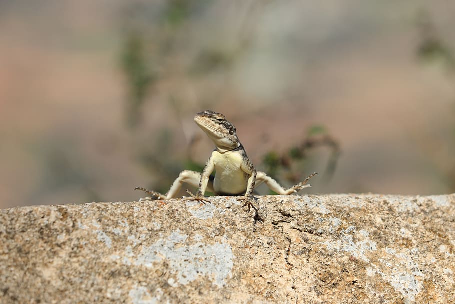 lizard, bathing, rock, pavement, concrete, animal wildlife HD wallpaper