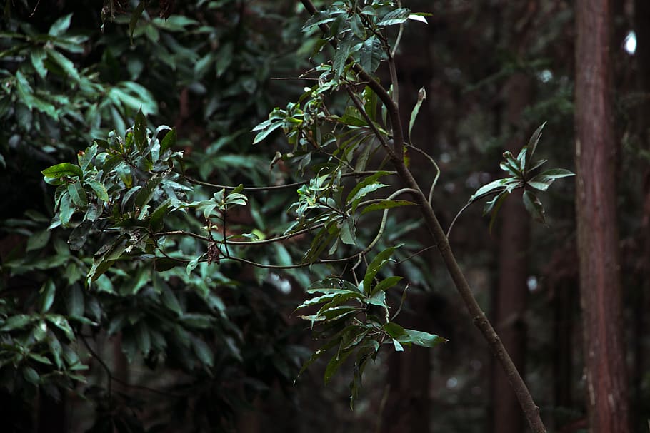 china, changde, shimen, plant, growth, leaf, plant part, green color HD wallpaper