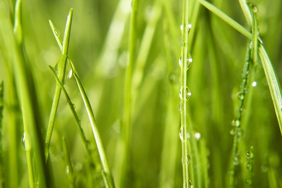 background, grass, wet, green, close, up, rain, spring, eco HD wallpaper