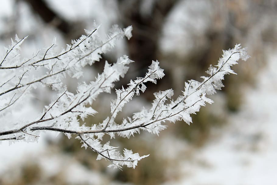 frost, winter, cold, ice, snow, frozen, landscape, icy, iced HD wallpaper