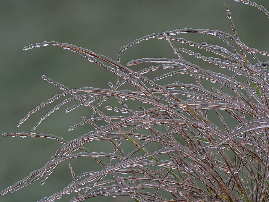 ice, iced, zing rain, grass, frozen, icy, wintry, frosty, cold, HD wallpaper