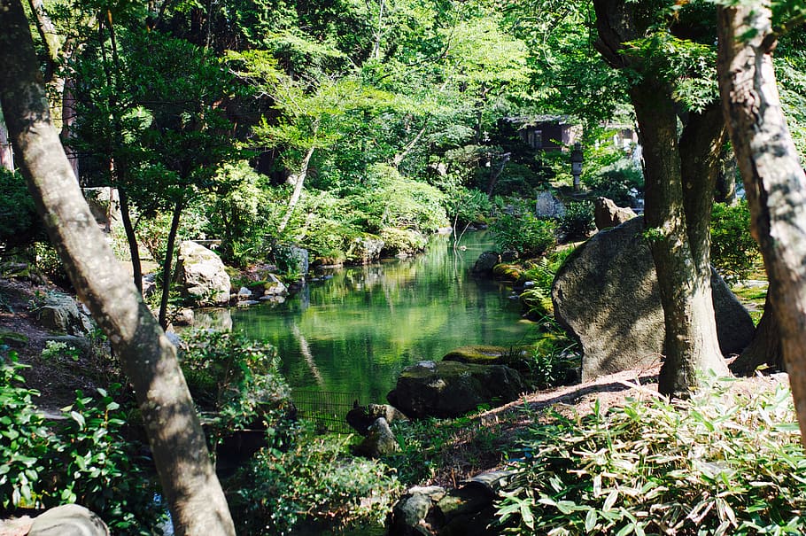 trees, lake, plant, forest, water, land, beauty in nature, growth HD wallpaper