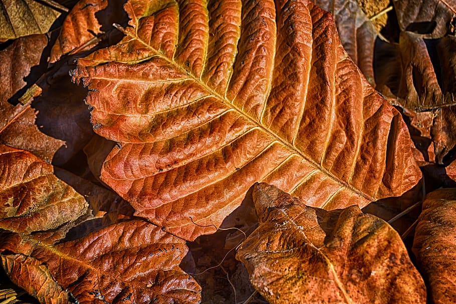 dry leaf, autumn, red leaf, leaves, nature, plant part, change HD wallpaper