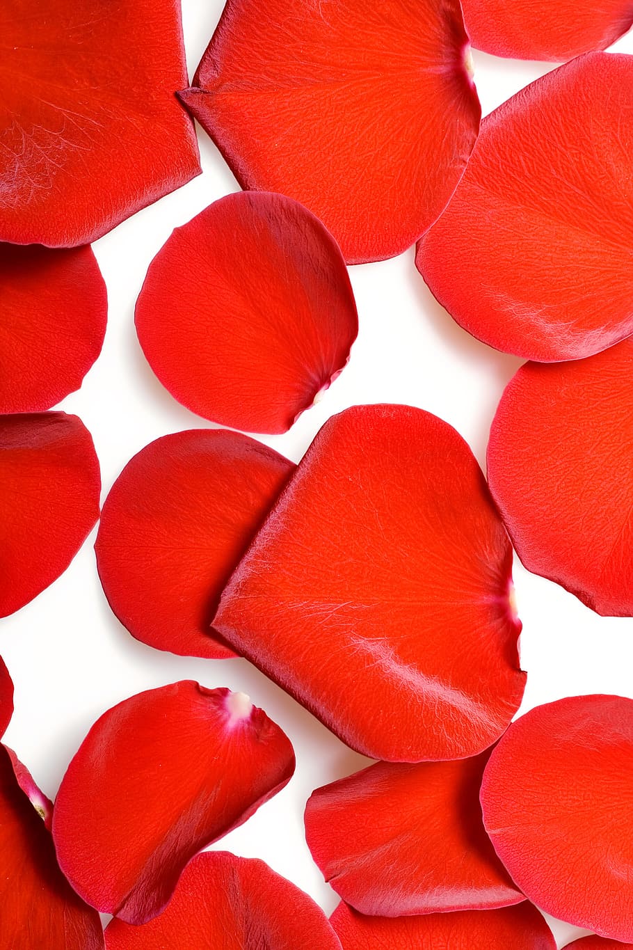 con2011, rose, petals, red, backgrounds, full frame, close-up HD wallpaper