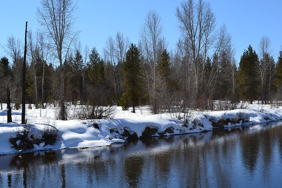 winter, river, snow, mccall, idaho, nature, landscape, trees HD wallpaper