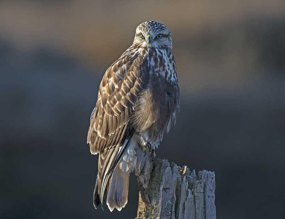 hawk, bird, roughleghawk, raptor, one animal, vertebrate, animal wildlife HD wallpaper