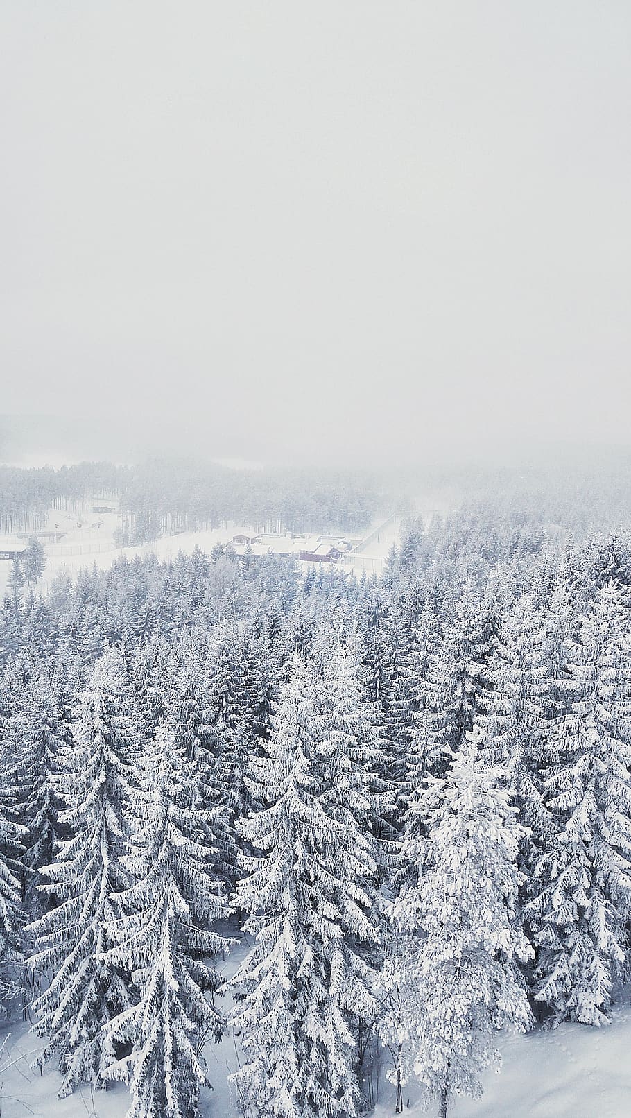 trees covered by snow, plant, abies, fir, nature, outdoors, ice HD wallpaper