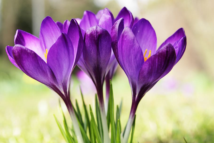 crocus, purple, flower, violet, green, grass, spring, nature HD wallpaper