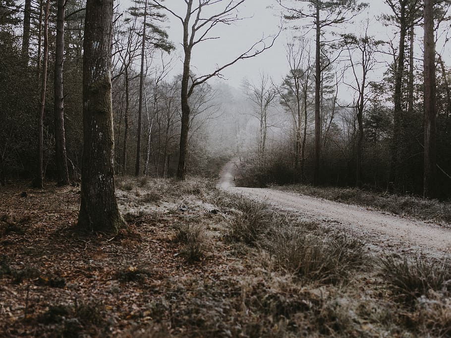 empty dirt road between trees during daytime, plant, land, forest HD wallpaper