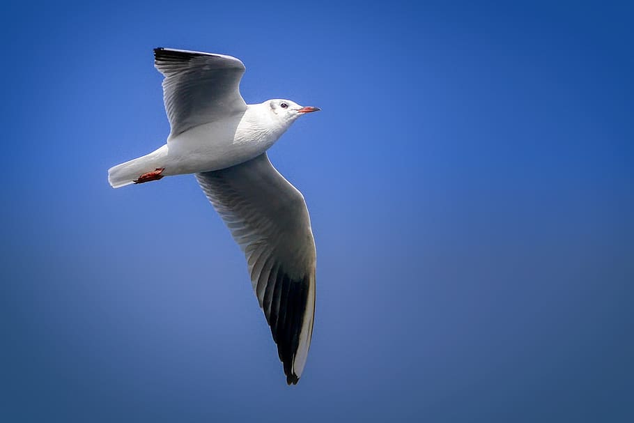 seagull, bird, wing, flying, nature, sky, animal, animal world HD wallpaper