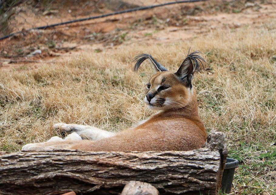 brown 4-legged animal, wildlife, mammal, lion, cougar, wallaby HD wallpaper