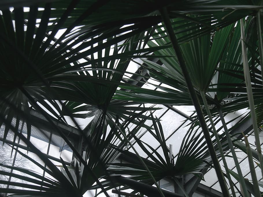 HD wallpaper: palm, botanical, garden, greeen, greenhouse, plants, dark,  moody | Wallpaper Flare
