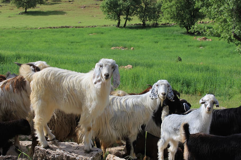 sheep, grassland, mammal, animal themes, domestic animals, group of animals HD wallpaper