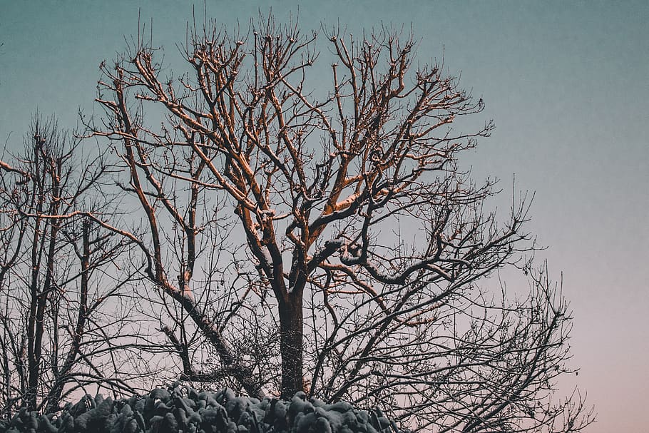 tree, winter, snow, bare tree, branch, sky, plant, nature, no people HD wallpaper