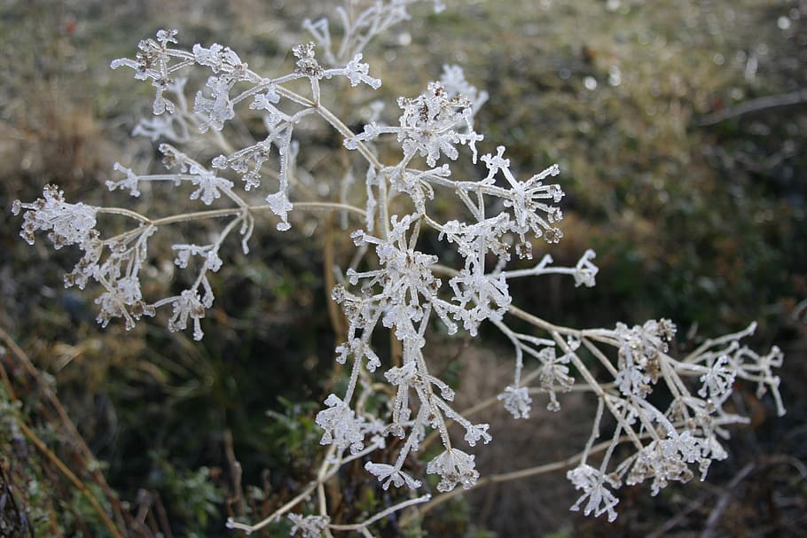 winter, ice, beauty, cold, frost, frozen, nature, wintry, blue HD wallpaper