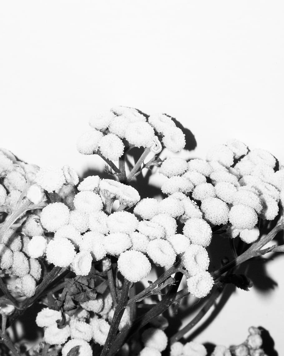 flowers, no people, nature, plant, close-up, animal wildlife HD wallpaper